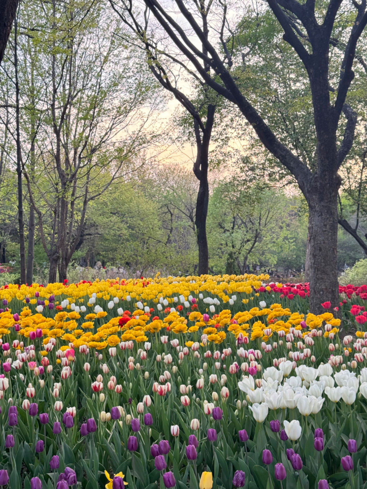 隣接するソウルの森公園